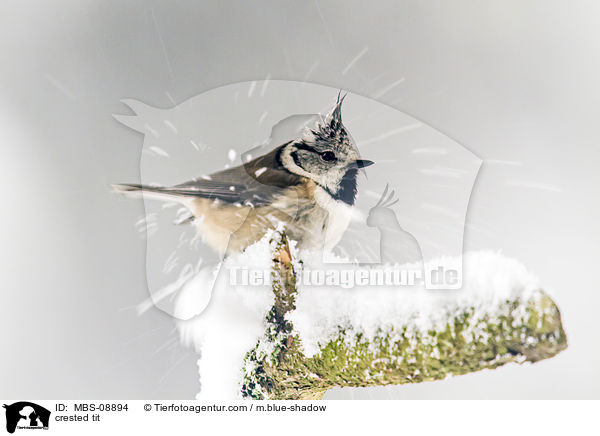 crested tit / MBS-08894