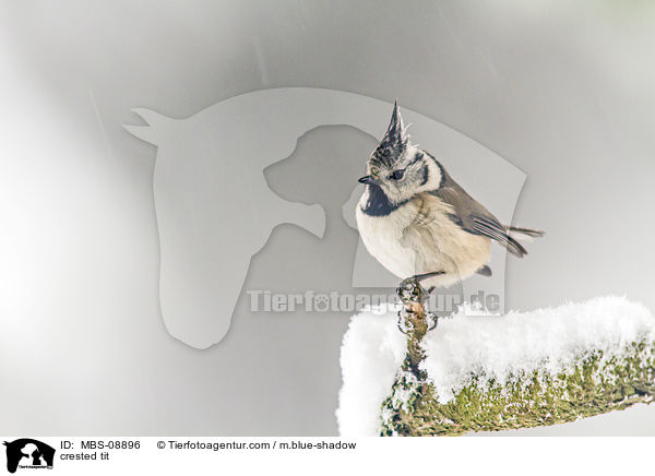 crested tit / MBS-08896