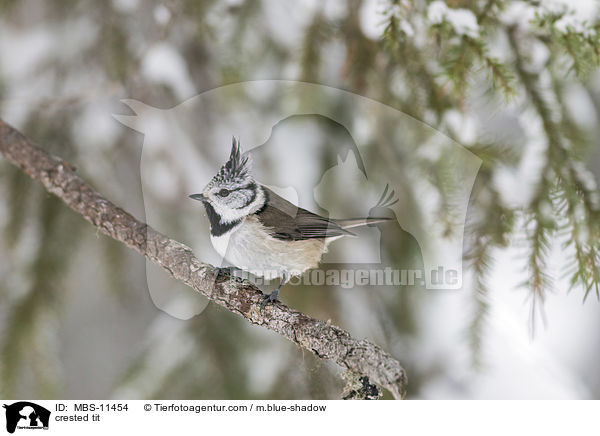 crested tit / MBS-11454