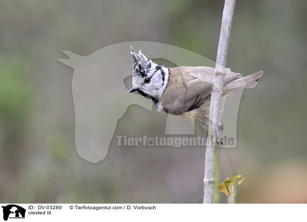 Haubenmeise / crested tit / DV-03289