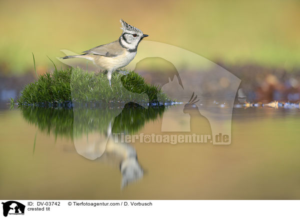 crested tit / DV-03742