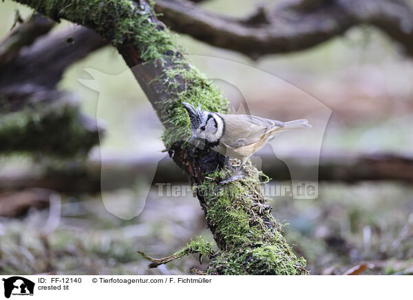 crested tit / FF-12140