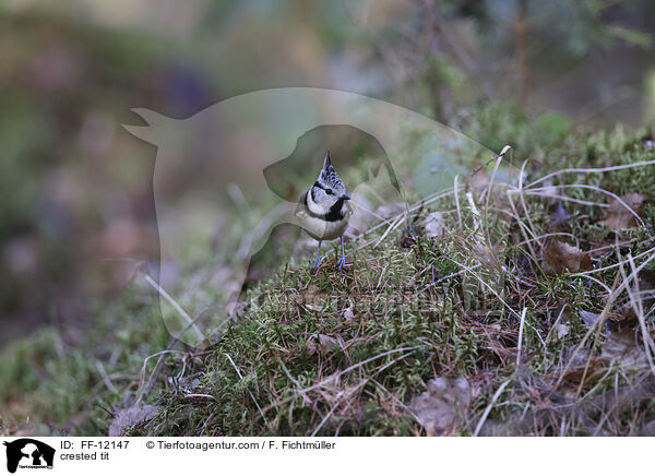 Haubenmeise / crested tit / FF-12147