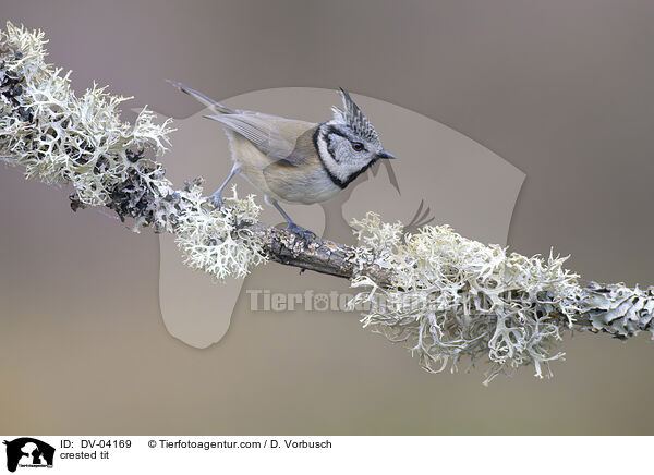 Haubenmeise / crested tit / DV-04169