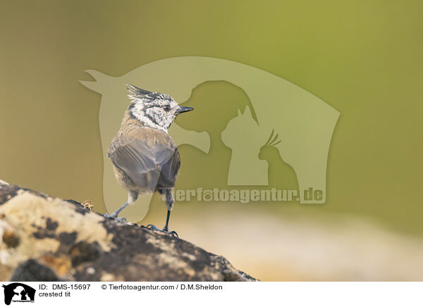 Haubenmeise / crested tit / DMS-15697