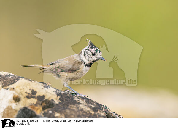 Haubenmeise / crested tit / DMS-15698