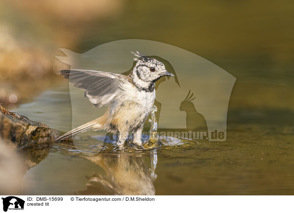 Haubenmeise / crested tit / DMS-15699