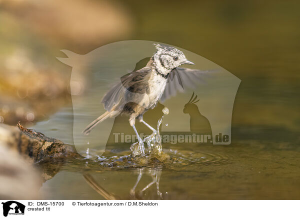 Haubenmeise / crested tit / DMS-15700