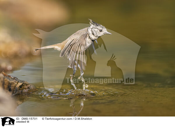 Haubenmeise / crested tit / DMS-15701