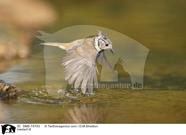 Haubenmeise / crested tit / DMS-15703