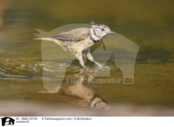 Haubenmeise / crested tit / DMS-15704