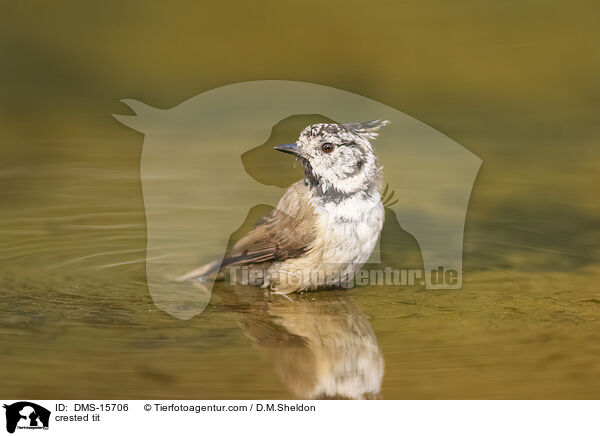 Haubenmeise / crested tit / DMS-15706