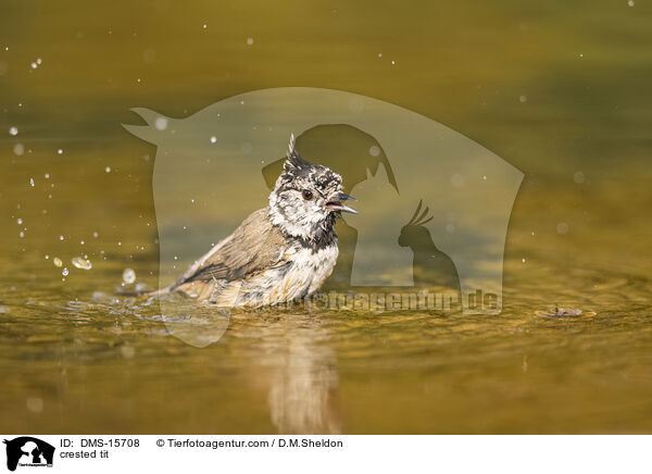 Haubenmeise / crested tit / DMS-15708