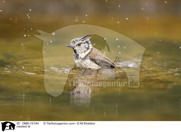 Haubenmeise / crested tit / DMS-16184
