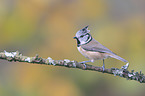 crested tit