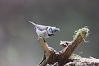crested tit