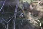 crested tit