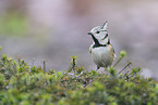 crested tit
