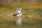 crested tit