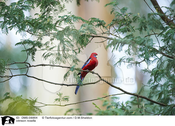 Pennantsittich / crimson rosella / DMS-08864