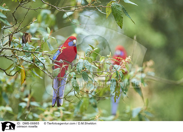 crimson rosella / DMS-08865