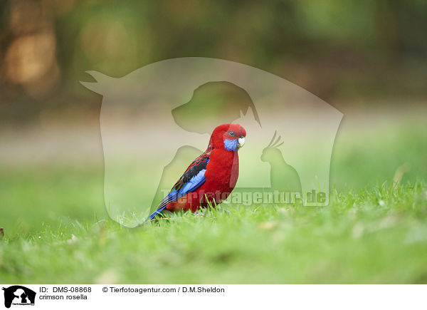 crimson rosella / DMS-08868