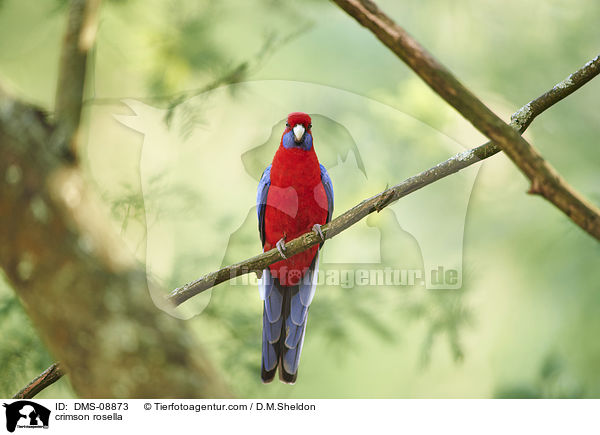 Pennantsittich / crimson rosella / DMS-08873
