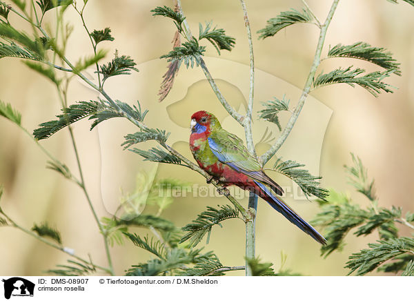 Pennantsittich / crimson rosella / DMS-08907