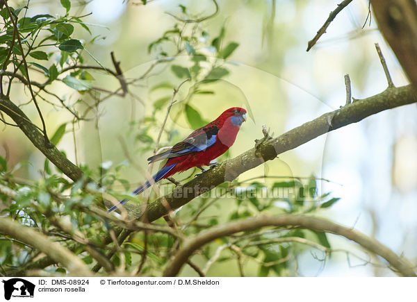 Pennantsittich / crimson rosella / DMS-08924