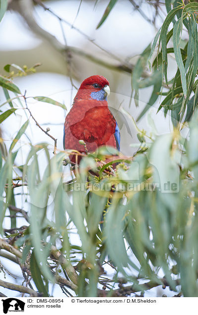 Pennantsittich / crimson rosella / DMS-08954