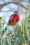 crimson rosella