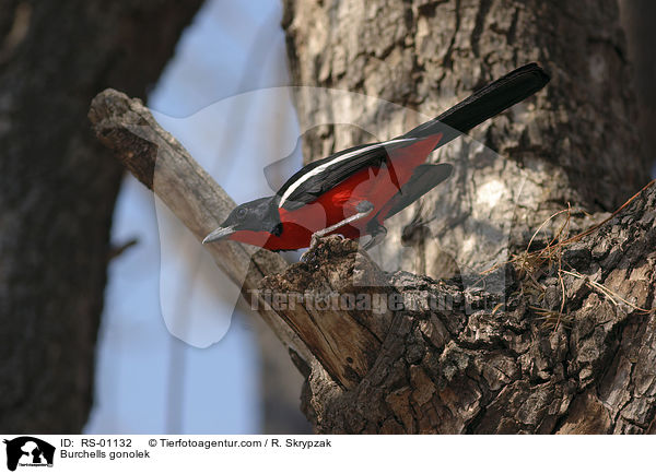 Rotbauchwrger / Burchells gonolek / RS-01132