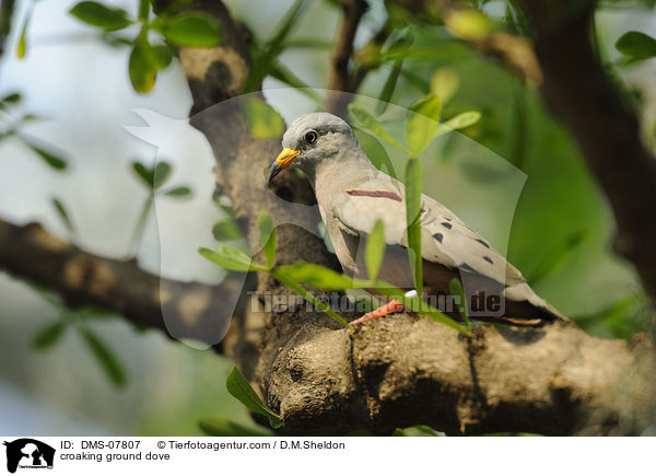 croaking ground dove / DMS-07807