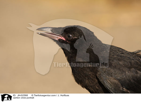 carrion crow portrait / JH-02566