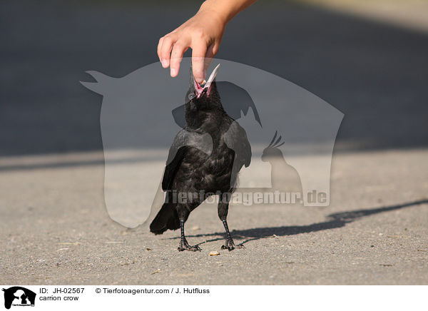 Rabenkrhe / carrion crow / JH-02567