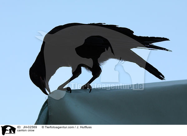 carrion crow / JH-02569