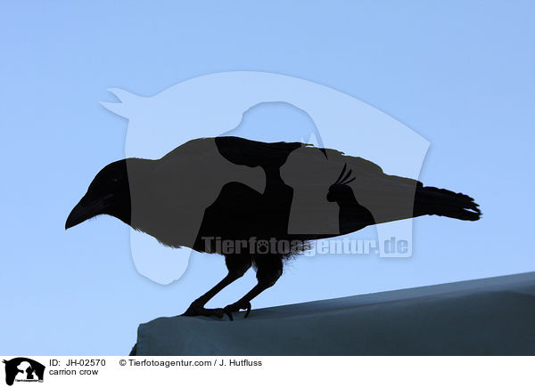 carrion crow / JH-02570