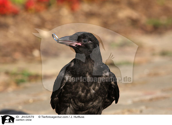 Rabenkrhe / carrion crow / JH-02579
