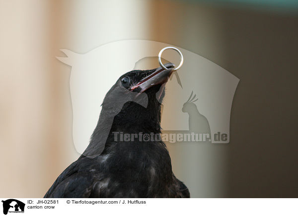 Rabenkrhe / carrion crow / JH-02581