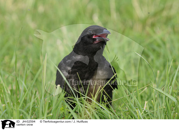 Rabenkrhe / carrion crow / JH-02594