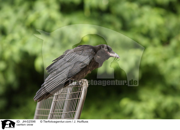 Rabenkrhe / carrion crow / JH-02596