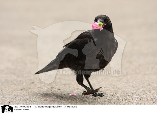Rabenkrhe / carrion crow / JH-02598
