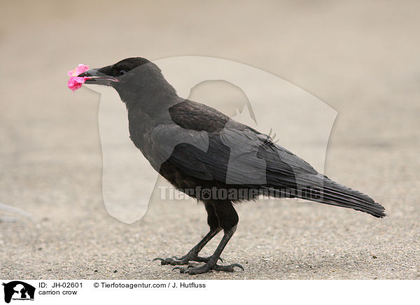 carrion crow / JH-02601