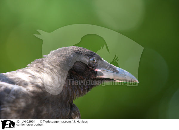 carrion crow portrait / JH-02604