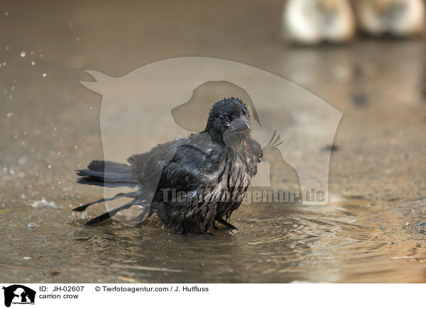 carrion crow / JH-02607