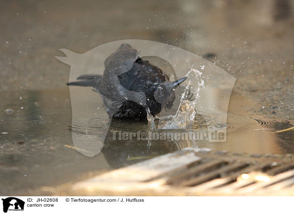 Rabenkrhe / carrion crow / JH-02608