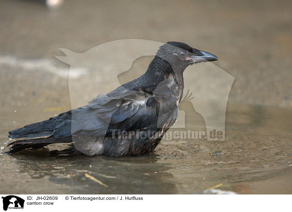 carrion crow / JH-02609