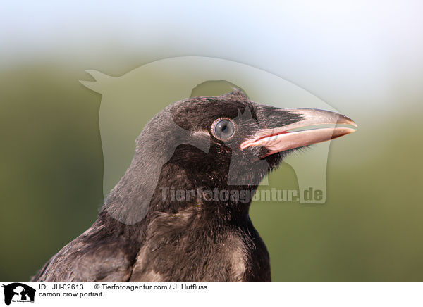 carrion crow portrait / JH-02613