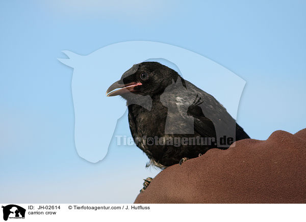 carrion crow / JH-02614