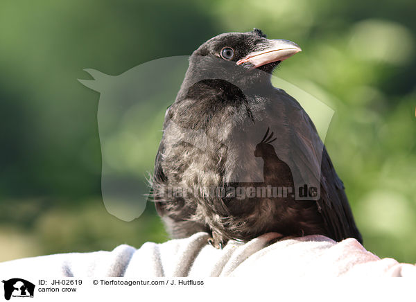 carrion crow / JH-02619